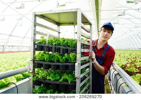 Young agro-engineer pushing cart with green lettuce seedlings in small pots