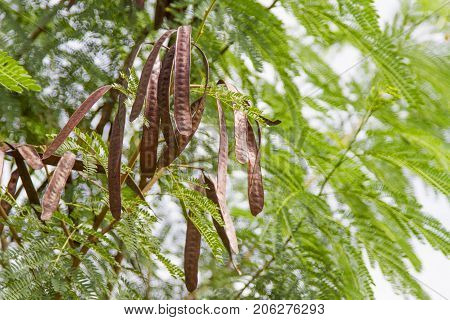 Brown leucaena on green tree on day light