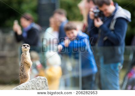 Watchful meerkat in a zoo standing on a rock and closely monitoring what is happening around