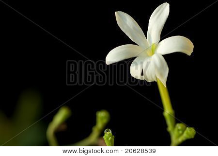 Closeup visning af jasmin blomst