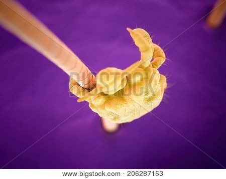 3d rendered medically accurate illustration of a pubic louse