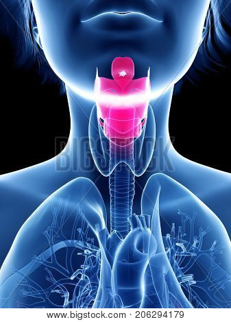 3d rendered medically accurate illustration of a womans larynx