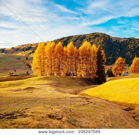 Magic image of yellow larches in sunlight. Unusual and gorgeous scene. Location place Dolomiti, Compaccio, Seiser Alm or Alpe di Siusi, Province of Bolzano - South Tyrol, Italy, Europe. Beauty world.
