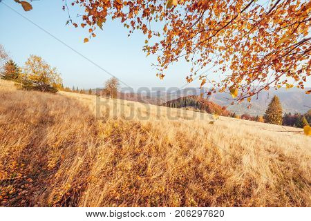 Majestic image of birches in sunny beams at magical valley. Gorgeous and picturesque morning scene. Red and yellow leaves. Location place Carpathians, Sheshory resort, Ukraine, Europe. Beauty world.