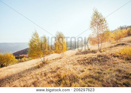Majestic image of birches in sunny beams at magical valley. Gorgeous and picturesque morning scene. Red and yellow leaves. Location place Carpathians, Sheshory resort, Ukraine, Europe. Beauty world.