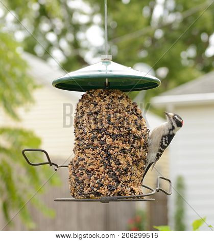 Male Downy Woodpecker at a feeder