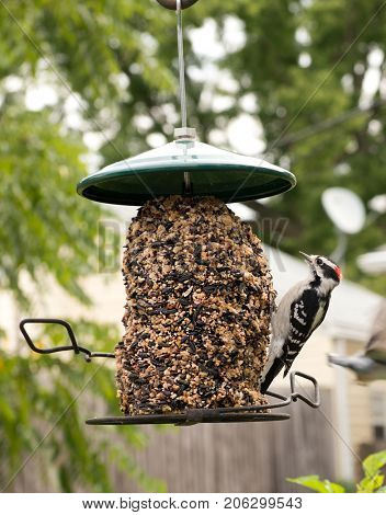 Male Downy Woodpecker at a feeder