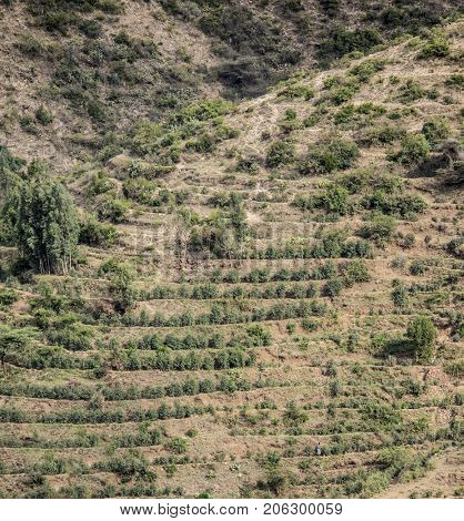 Coffee growing on a terraced hillside in Ethiopia
