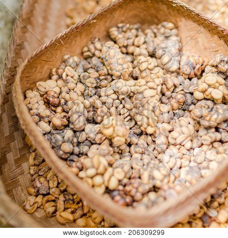 Coffee beans contaminated with Civet Luvak excrements - production of most expensive coffee in the world on Bali, Indonesia