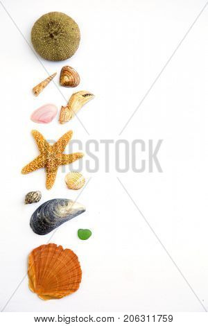 Collection of seashells, seastar, seaglass and urchin all on white background