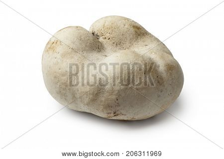 Fresh whole edible bovista on white background