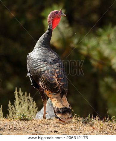 Closeup of male (Tom or Jake) Wild Turkey in the forest