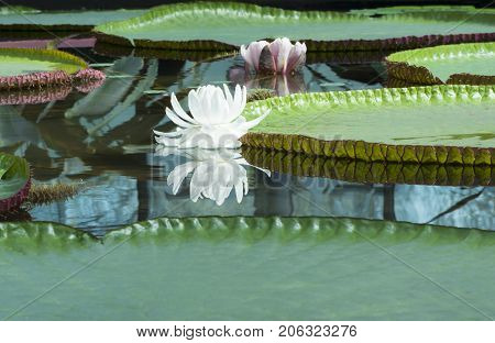 Two Victoria Amazonica - Amazon Waterlily