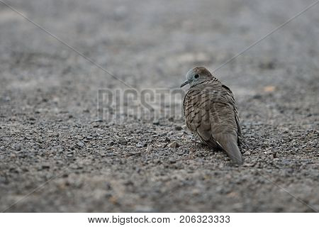 Spotted dove ( Scientific name Spilopelia chinensis ) on the ground with copy space background. Selective focus and shallow depth of field.