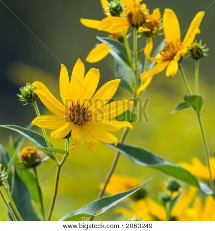 Wildflower