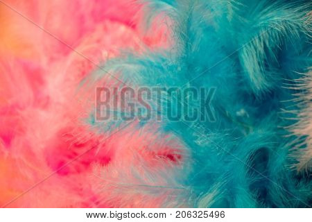 Beautiful Bird Feathers For Decorative Aims