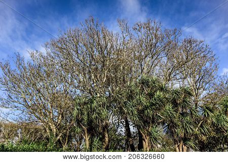 Branches dry tree on blue sky background