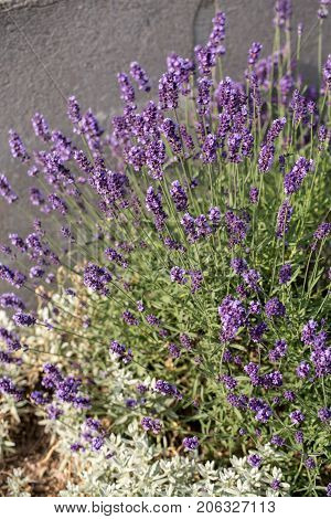 Garden with the flourishing lavender in France