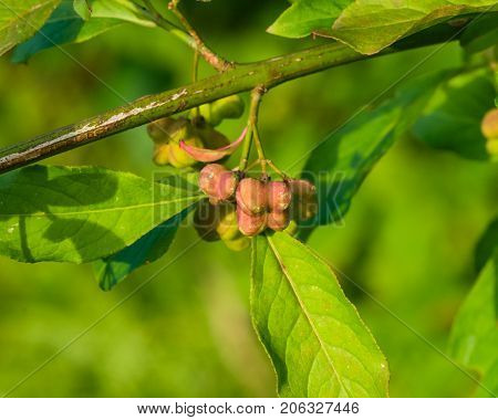 Riping fruit on European or common spindle Euonymus europaeus close-up with bokeh selective focus shallow DOF.