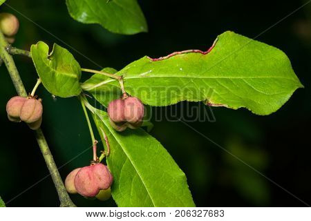 Riping fruit on European or common spindle Euonymus europaeus close-up with bokeh selective focus shallow DOF.
