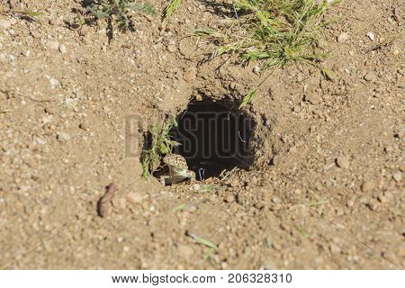 Small Lizard Hiding In A Hole