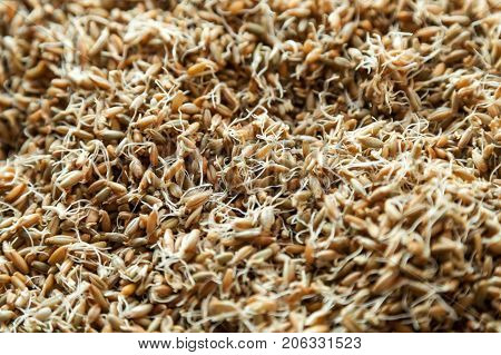 Germinated seeds of wheat, malt, natural background