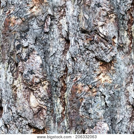seamless gray tree bark texture of a pine trunk. closeup texture background.