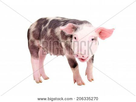 Portrait of funny grunting pig, standing isolated on white background