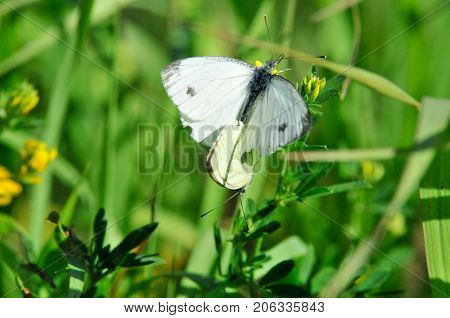 Pieris brassicae, the large white, cabbage butterfly, cabbage white, cabbage moth, large cabbage white, is a butterfly in the family Pieridae. Male and female, butterflies in the breeding season.