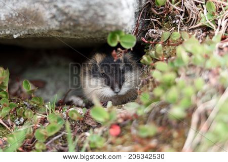 Small norwegian lemming