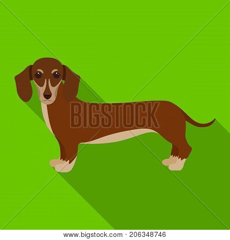 Dachshund, single icon in flat style.Dachshund, vector symbol stock illustration .
