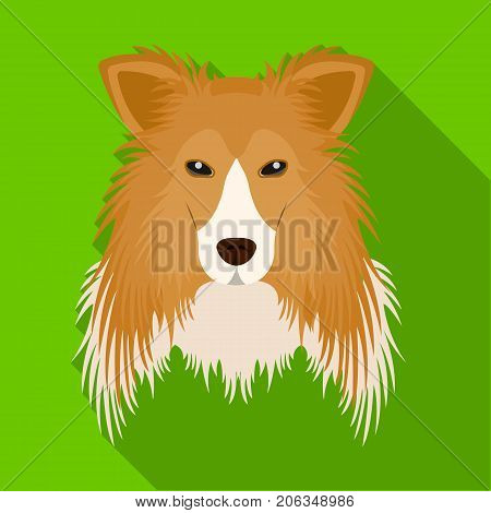 Dog, Collie breed, Scottish Shepherd. Muzzle Collie single icon in flat style vector symbol stock illustration .