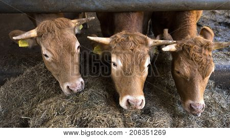 three limousin calves feed inside open barn on organic farm in the netherlands near utrecht