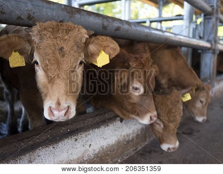 four limousin calves wait for food inside open barn on organic farm in the netherlands near utrecht