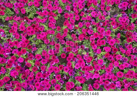 Flowerbed With Magenta Colored Petunia From Above