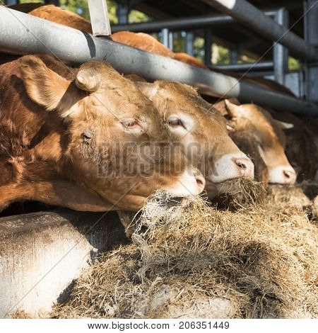 three limousin bulls feed inside open barn on organic farm in the netherlands near utrecht