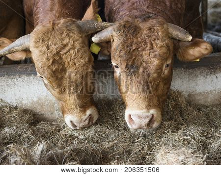 two limousin bulls feed inside open barn on organic farm in the netherlands near utrecht