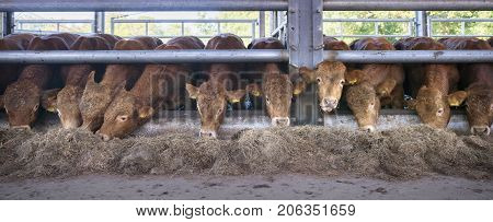 row of young limousin bulls feeds inside open barn on organic farm in the netherlands near utrecht