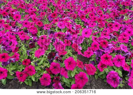 Lots Of Deep Pink Flowers Of Petunia