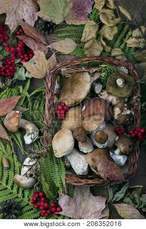 Fresh Mushroom Boletus