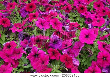 Magenta Colored Flowers Of Petunia In Summer
