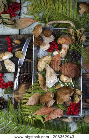 Fresh Mushroom Boletus