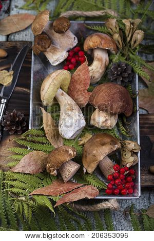 Fresh Mushroom Boletus