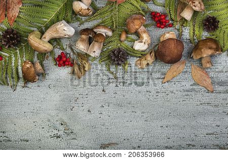Fresh Mushroom Boletus