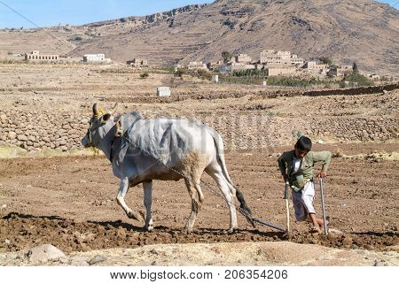 Manakhah Yemen - 7 January 2008: kids plowing the field with a cow near Manakhah on Yemen