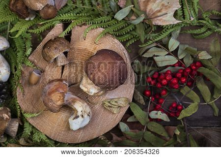 Fresh Mushroom Boletus