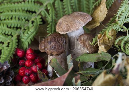 Fresh Mushroom Boletus