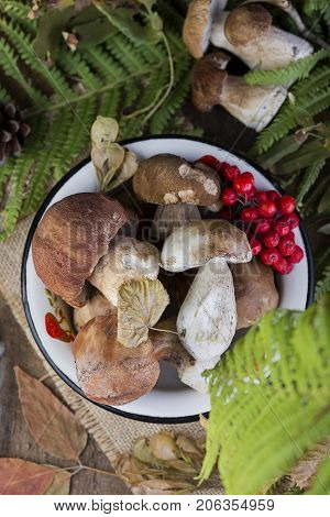 Fresh Mushroom Boletus