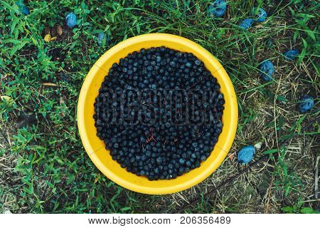 Handpicked aronia berry pile also known as chokeberry a genus of deciduous shrubs