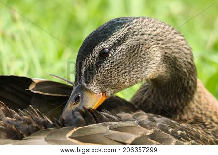 A female mallard preening the feathers over her back